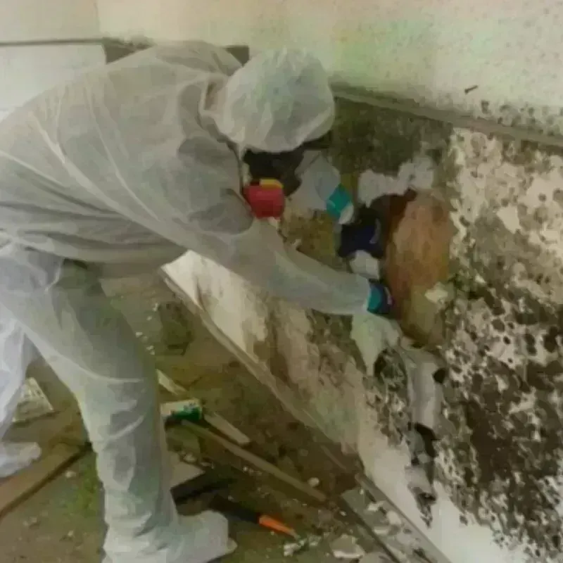 Mold Remediation and Removal in Dickens County, TX